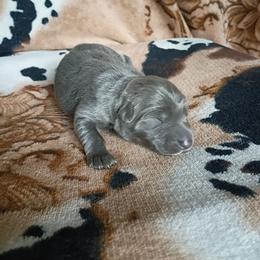 Girl 3 - Blue female German Shepherd puppy in Cochise, Arizona from Freiheit Von Himmel  Shepherds
