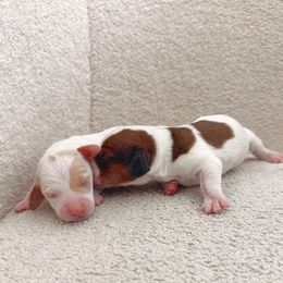 Dachshund Puppies from Magnolia Dachshunds