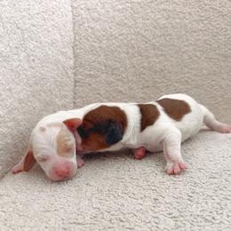 Dachshund Puppies from Magnolia Dachshunds