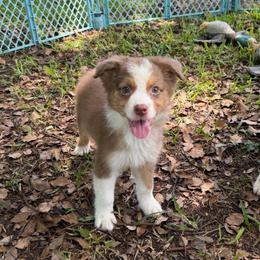 Boy 2 - Red tri-color male Australian Shepherd puppy in Lakeland, Florida from Infinite Aussies
