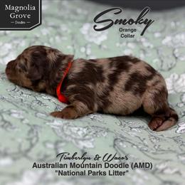 Smoky - Orange Collar - male Australian Mountain Doodle puppy in Oxford, Alabama from Magnolia Grove Doodles