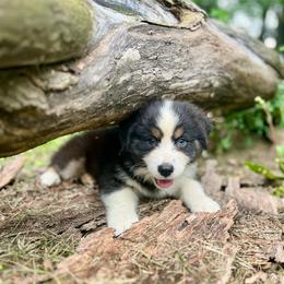 Lindt - Black tri-color male Australian Shepherd puppy in Kentland, Indiana from Pine Grove Aussies
