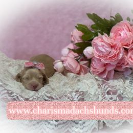 Angel - Cream female Dachshund puppy in Mountainburg, Arkansas from Charisma Dachshunds