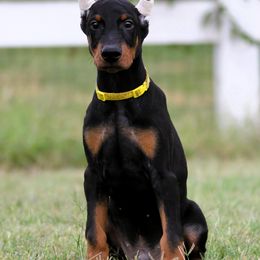 Mace - Black and rust male Doberman Pinscher puppy in Rockwall, Texas from Elitehaus