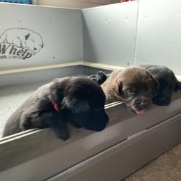 Girl 2 - Chocolate female Labrador Retriever puppy in Swampscott, Massachusetts from Mullaghmore Labradors