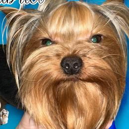 Gabriel - Yorkshire Terrier