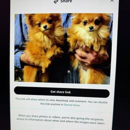 Chihuahua, Companion Cross, and Pomeranian Puppies from Heartland Pomeranians and Chihuahuas