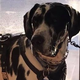 Great Danes from Kwdanes