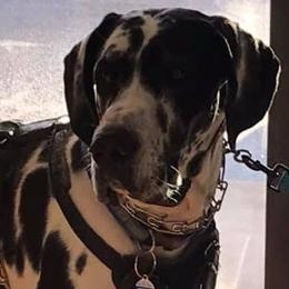 Great Danes from Kwdanes
