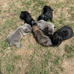 French Bulldog Puppies from Legacy Breeders