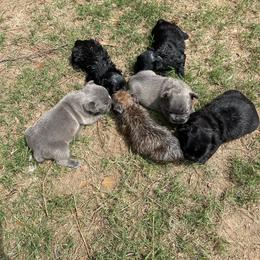 French Bulldog Puppies from Legacy Breeders