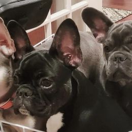 French Bulldogs from Muse Frenchies