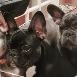 French Bulldogs from Muse Frenchies