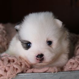 Aberdeen - Black and white female Pomsky puppy in Albany, Indiana from Hatz Off Puppies