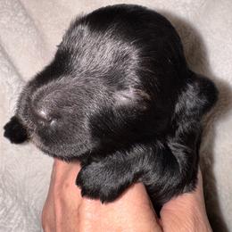 Black boy - Black male Miniature Schnauzer puppy in Pflugerville, Texas from K&K Precious Tx schnauzers