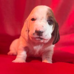 Charlie Brown - White black and red male Basset Hound puppy in Pilot Mtn, North Carolina from Lowdown Love Basset Hounds