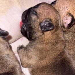 Bunkhouse Litter-Ryan - Fawn male French Bulldog puppy in Kalispell, Montana from Grace & Grit Frenchies