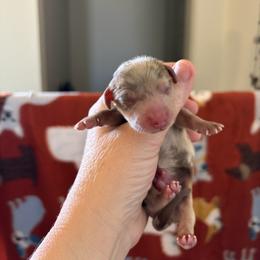 Kodiak - Dapple male Dachshund puppy in Lubbock, Texas from K&K Mini Doxies