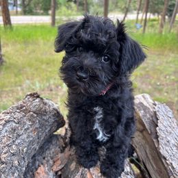 Madison - Black female Miniature Schnauzer puppy in Colorado Springs, Colorado from Spice Mountain Puppies