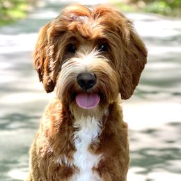 Rylie - Goldendoodle