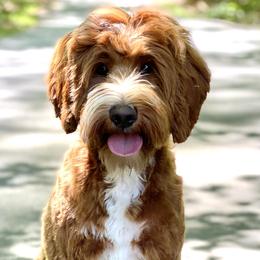 Rylie - Goldendoodle