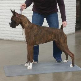 Ravenna - Boxer