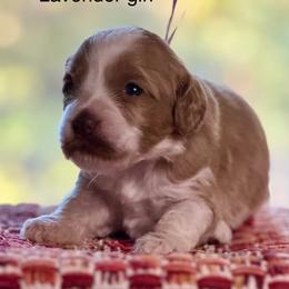 Lavender Collar Girl - Apricot female Australian Labradoodle puppy in Coeur D'alene, Idaho from Lake City Labradoodles