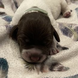 Girl 5 - Wirehaired Pointing Griffon puppy in Ohio from Feather View Farm