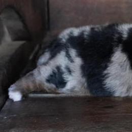 Jenny BMM Bigger Spots - Blue merle male Aussiedoodle puppy in Lawton, Oklahoma from Lindsey’s Aussies