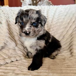 Atlas - Blue merle male Miniature Australian Shepherd puppy in New Hampton, Iowa from Full River Australian Shepherds