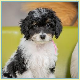 Alba - Phantom female Bernedoodle puppy in Connersville, Indiana from Deaz Doodle Ranch