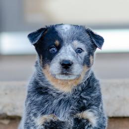 Rocky - Blue male Australian Cattle Dog puppy in Fairview, Oklahoma from Flying D Kennels