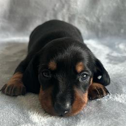 Autumn - Black and tan female Dachshund puppy in Ocala, Florida from Weenie Boops
