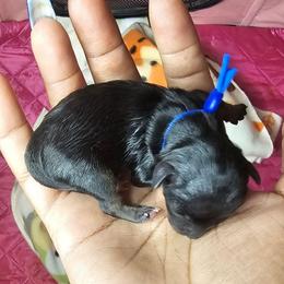 Boy 1 - Black and tan male Yorkshire Terrier puppy in Atlanta, Georgia from Royal Beauties Yorkies of Atlanta