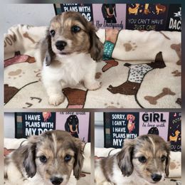 Boy 2 - Dapple male Dachshund puppy in Anaconda, Montana from Williams Family Dachshunds