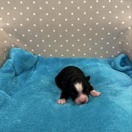 Sporty Spice - Black and white female Pomsky puppy in Gunter, Texas from The Painted Pomsky