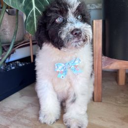 Cedar -with training - Brown and white male Cockapoo puppy in Boonville, North Carolina from Doods & Dolls