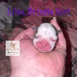 Morticia - Lilac female Boston Terrier puppy in Colorado Springs, Colorado from M&Bs Boston Terriers