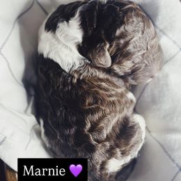 Marnie - Parti female Poodle puppy in Mars Hill, North Carolina from Hunter Farm
