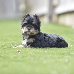 Pancake - Black and tan male Yorkshire Terrier puppy in Petersburg, Virginia from Louie yorkie crustables