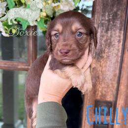 Chilly - Chocolate and cream male Dachshund puppy in Franklinton, Louisiana from Southern Grace Doxies