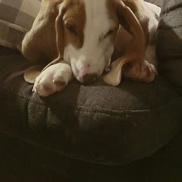 Rosie Small-Batch (Read Desc) - Blue and white Basset Hound puppy in Carleton, Michigan from Floppy Ears Farm