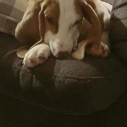 Rosie Small-Batch (Read Desc) - Blue and white Basset Hound puppy in Carleton, Michigan from Floppy Ears Farm