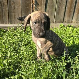 Doberman Pinscher and Great Dane Puppies from Draggin Dobermans & Great Danes