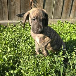 Doberman Pinscher and Great Dane Puppies from Draggin Dobermans & Great Danes