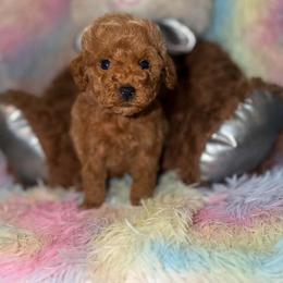 Espresso - Red male Maltipoo puppy in San Diego, California from Maltipoos SD