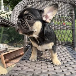 Boy 1 - Black and tan male French Bulldog puppy in Bolingbrook, Illinois from Yara the Frenchie