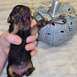 Girl 1 - Black and tan female Dachshund puppy in Greer, South Carolina from Dora's Dachshunds