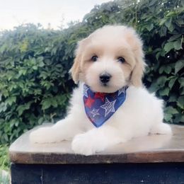 Doc (Snow White and the Seven Dwarfs Litter) - Cream male Maltipoo puppy in St. George, Utah from Winchester Hills Poodles and Doodles
