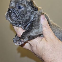 Dachshund and French Bulldog Puppies from Black Thunder 517 Cane Corso and Dachshunds